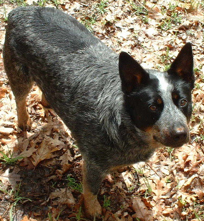 doggy2