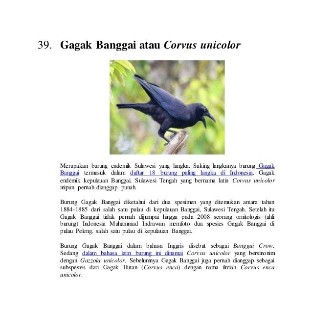 Deskripsi Burung Dalam Bahasa Inggris