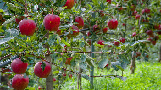 Revolutionizing Apple Cultivation in India – Kailashpati Shivdev Nursery