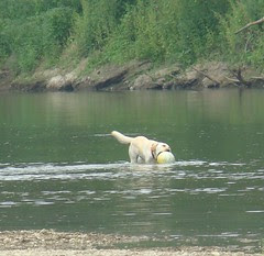 yellow lab river armleder