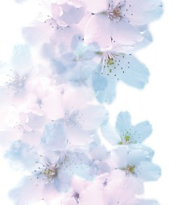 Japan Image 桜 壁紙 フリー