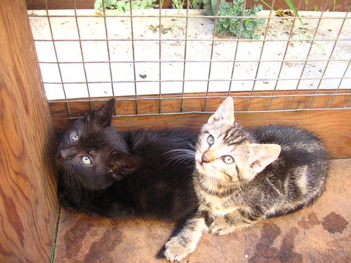 We grow kittens