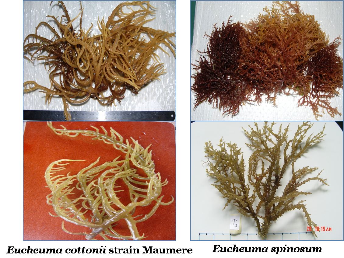 Kumpulan Budidaya Budidaya Rumput Laut Kumpulan Budidaya Budidaya Rumput Laut