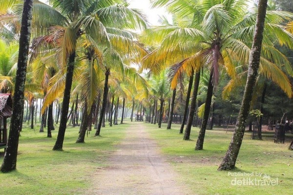 20+ Inspirasi Gambar Pemandangan Pohon Kelapa Cakrawala