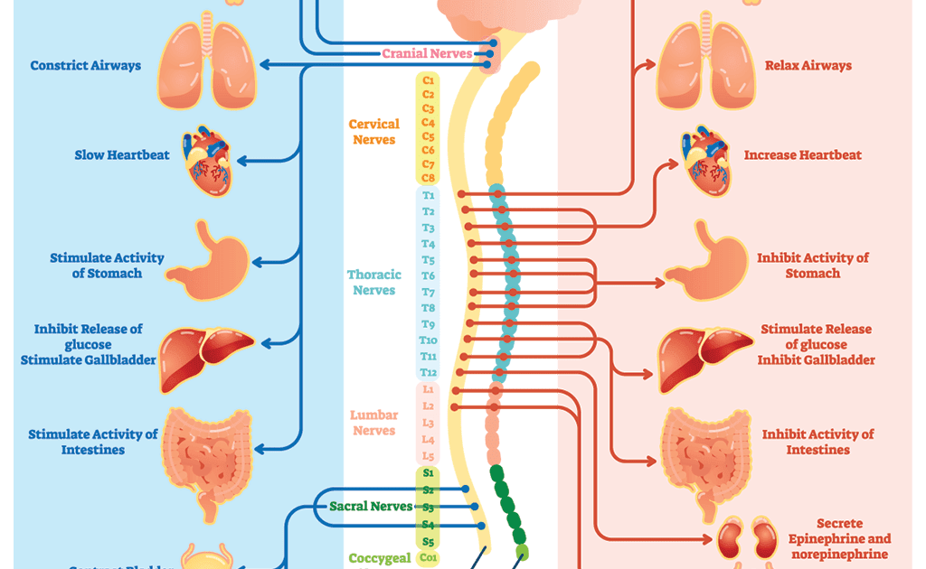 Diagram Of Backbone : 1 : Maybe you would like to learn more about one