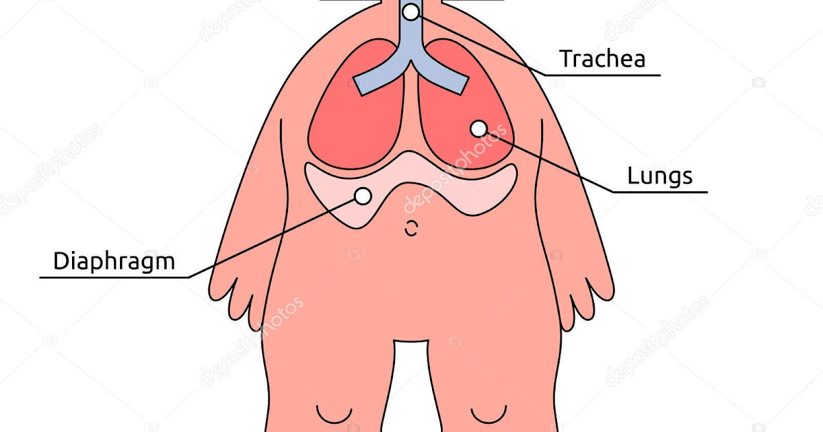 Women Body Names - Body Parts Of Woman Name With Picture 1 2 Structural