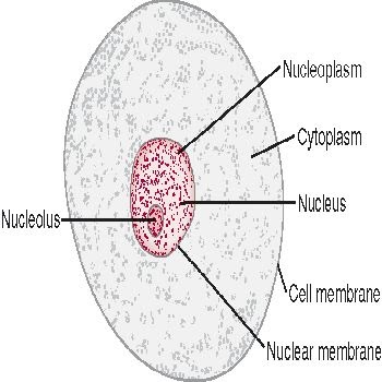 Animal Cell Model Diagram Project Parts Structure Labeled ...