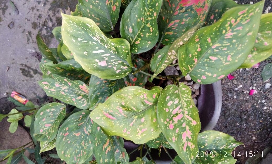 Jenis Dieffenbachia Dieffenbachia Flower