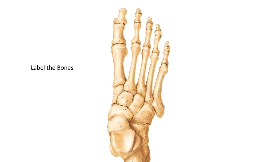 32 Label Foot Bones Ideas 2020