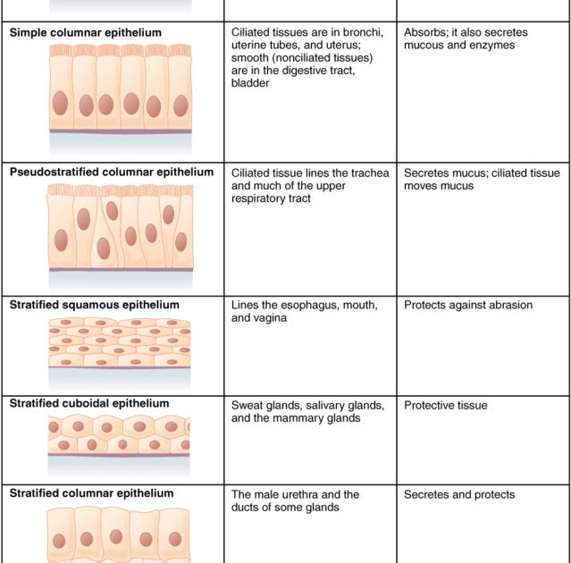 epithelial-tissues-worksheet-answer-key