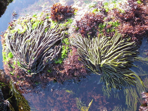 Algas no mar en Oia