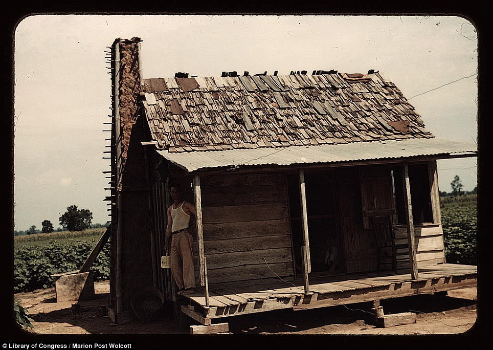 An old tenant house with a mud chimney and cotton growing up to its door in Melrose, Louisiana