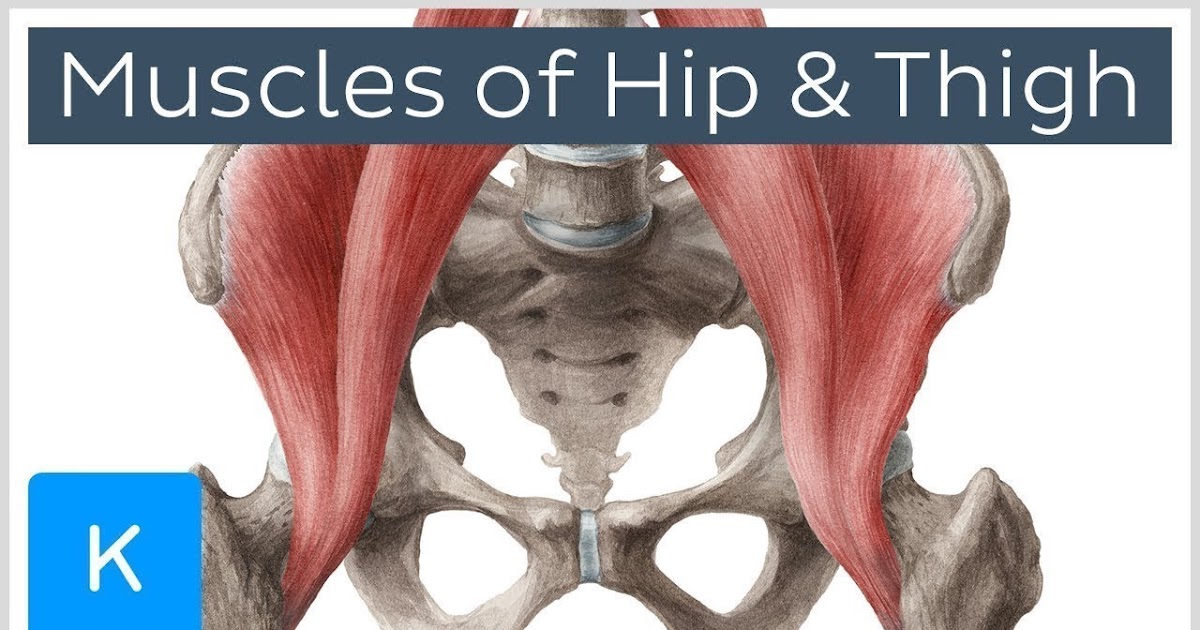 Where Are The Tendons In Your Upper Legs - Anatomy Of Your Leg Muscles