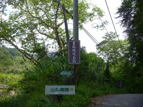 蘇鐵化石