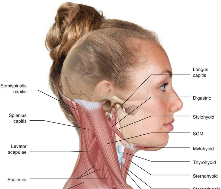 Back Of Neck Anatomy Diagram - Want to learn more about it?