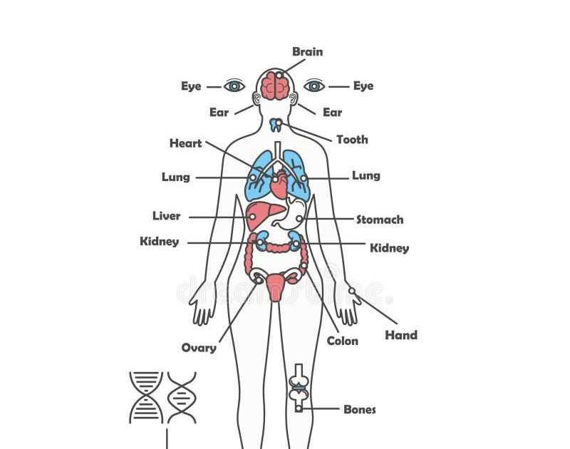 Female Body Parts Labeled : Muscle Diagram Black Woman Female Body