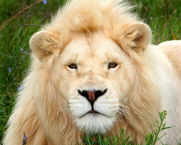 Animals World: different animals of south african lions gallery
