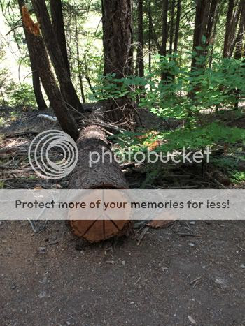 Peace tree