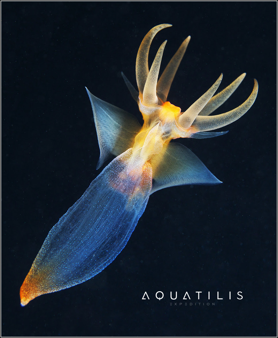 Aquatilis Expedition