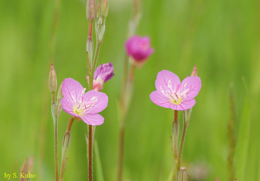 美しい花の画像 元の雑草 ピンク の 小さい 花