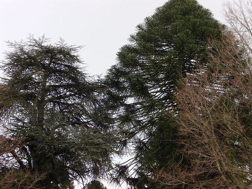 Beechworth, trees