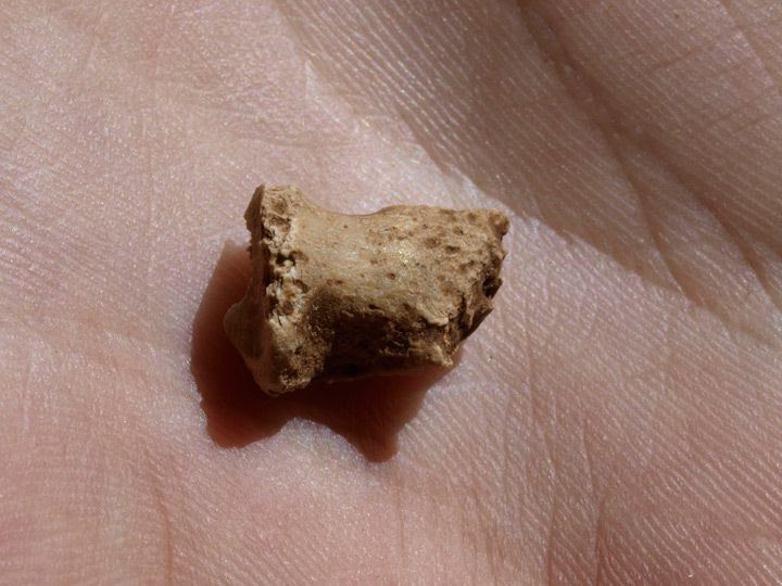La aparición de un fósil de neandertal confirma las hipótesis sobre la ocupación en Atapuerca