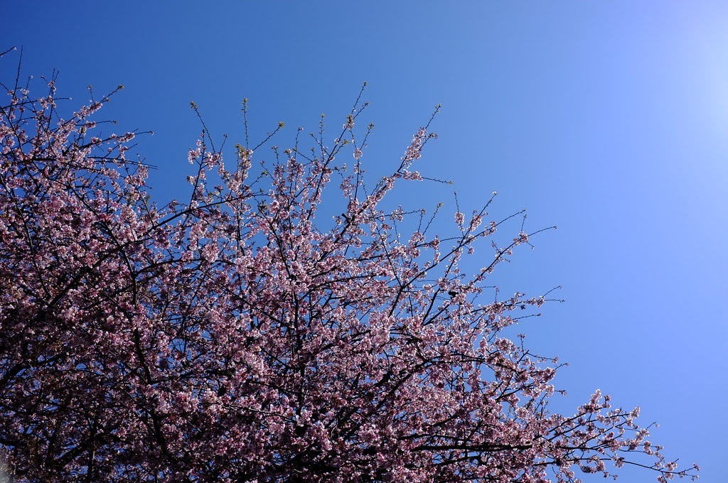 cherry blossom