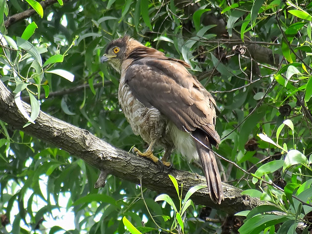 鳳頭蒼鷹/無限台南
