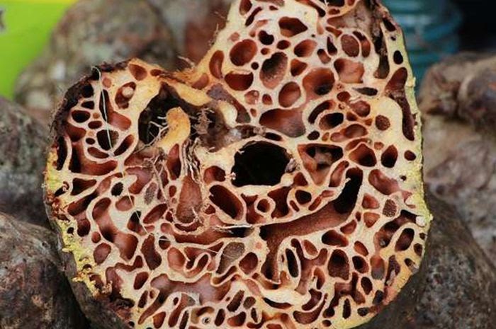 Fantastis 22 Gambar Bunga Tanaman Sarang Semut  Gambar Bunga Indah