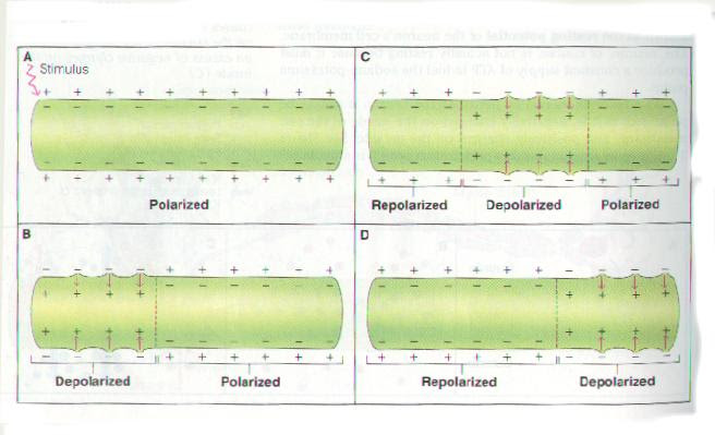 Simple Nerve Impulse Diagram - Aflam-Neeeak