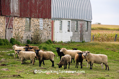 Sheep in the Barnyard, Monroe County, Wisconsin