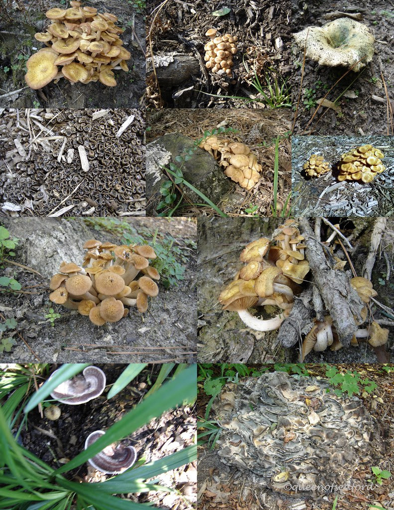 mushrooms 10-1-2009 5-13-20 PM