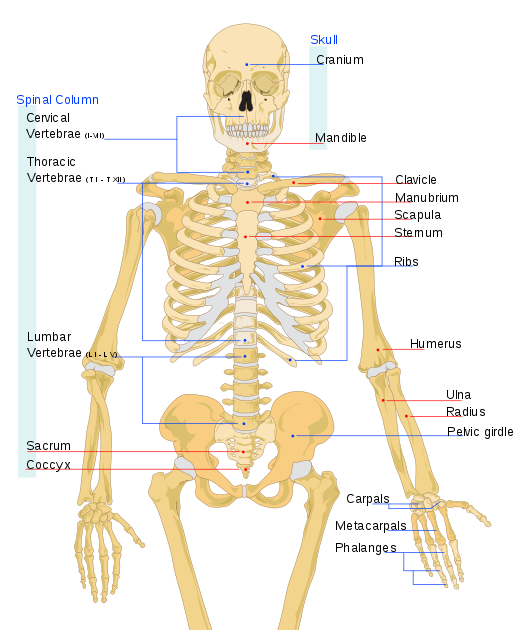 How Many Bones Make Up The Back Bone - Anatomy of the Spine | Spinal