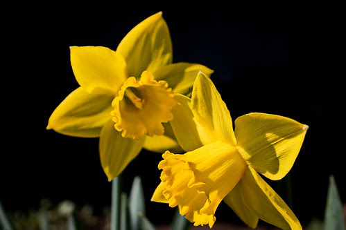 Successors to the Croci