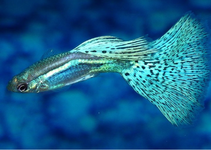  Gambar Ikan Guppy  Tercantik Gambar  FGH