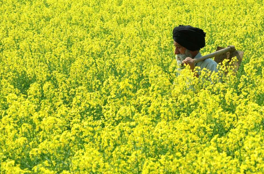 View source image Image result for mustard field india