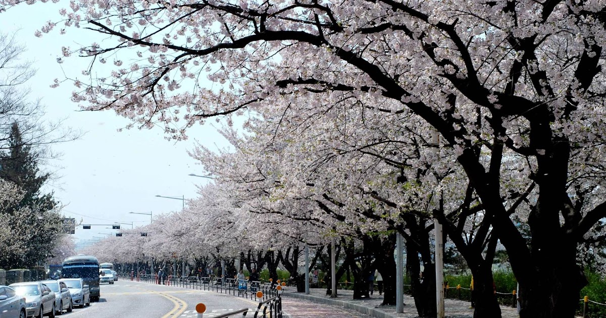 Taman Bunga Sakura Di Korea Selatan / 5 Tempat Terbaik