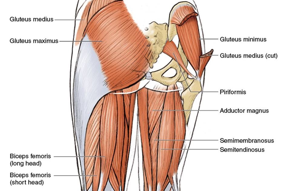 Upper Thigh Muscle Anatomy Muscles Of The Medial Thigh Teachmeanatomy