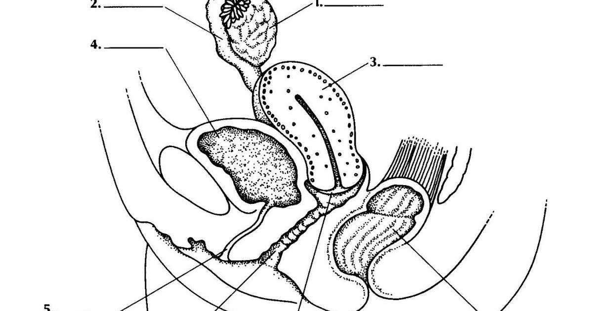 Female Body Diagram Organs : Human body parts back side.