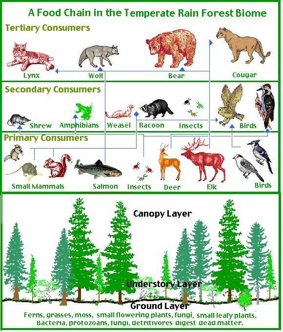 28 Fresh How The Food Chain Works