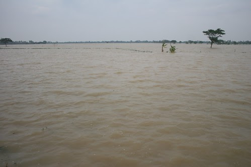 Areal persawahan yg terendam di Cilebar, Karawang. Foto : Marwan Azis/BeritaLingkungan.com