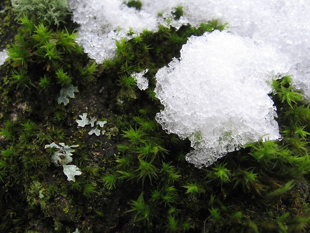 snow_moss