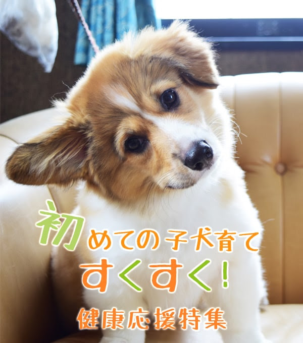 √1000以上 子犬 離乳食 いつまで 189392子犬 離乳食 いつまで