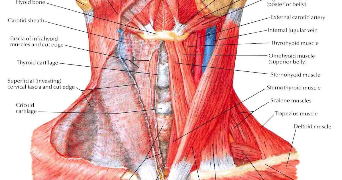 Neck Anatomy Diagram : Head And Neck Anatomy Full Course Notes Doh233