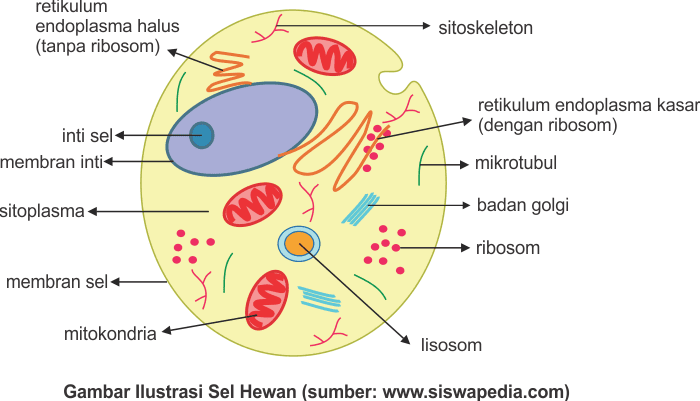 Gambar Sel  Hewan  Beserta Bagian  Dan Fungsinya Tempat 