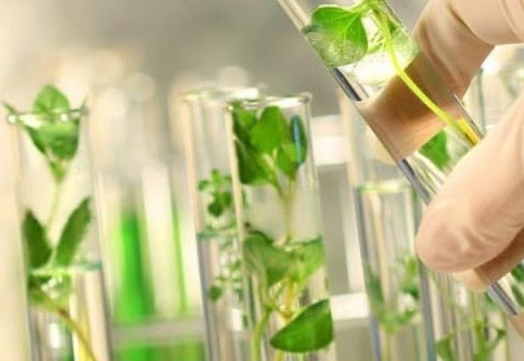 Phytoncide: Chất kháng sinh tự nhiên với công dụng ít ai biết