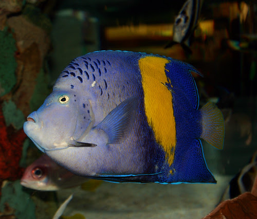 Maculosus angelfish