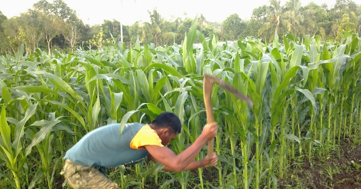 Gambar Pemupukan Jagung - Gambar Hama Pada Tanaman Jagung | mitalom