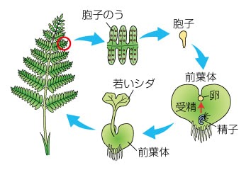 ベスト シダ 植物 増え 方 3707