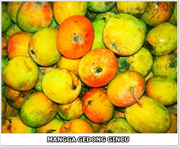 Mangga Gedong Gincu-3-01